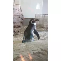 ひな