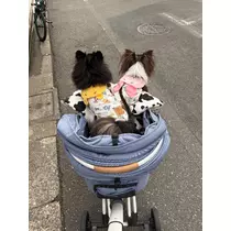 しおん