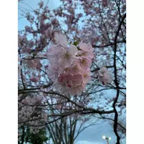 はづき