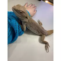 ナナ