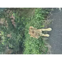 あおい