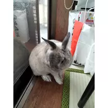 ゆきの
