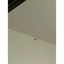 田中 レイ