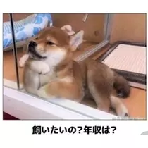 さくら