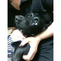 りえ
