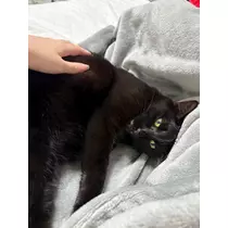 サキ