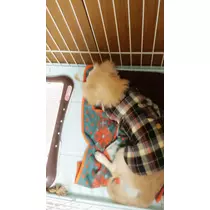 立花 咲