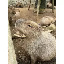 みさき