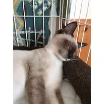 紫月 あやか