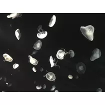 七星 夏純