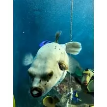 成海 まお