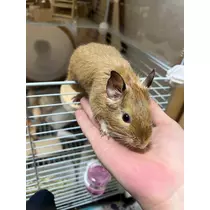 なっちゃん