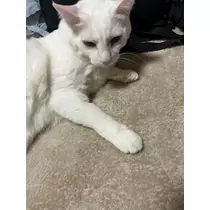 りり