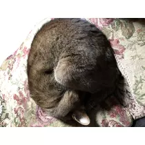 宝條 夏恋