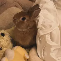 セナ