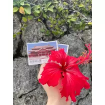 ミヅキ