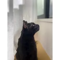 あいゆ