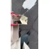 もも
