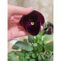 まこと