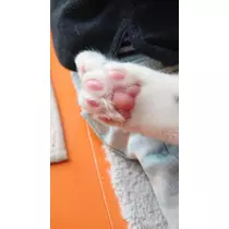 ひな