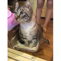愛羽 仁美