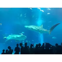 リョウカ
