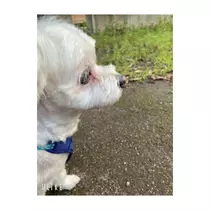 蓮