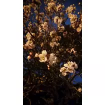 のはら かすみ