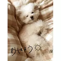 夏樹 あや