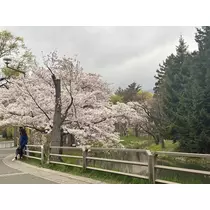 結城 かなの