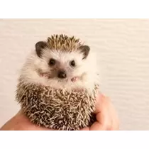 未来