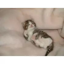 愛矢