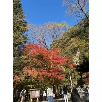 椿