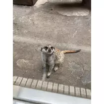 ゆうか