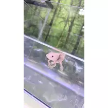 いちご