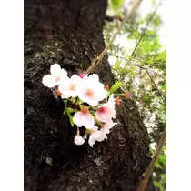 まなみ