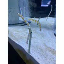 りん