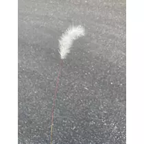 恋麦乃 ちょり