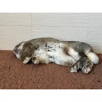 ココ