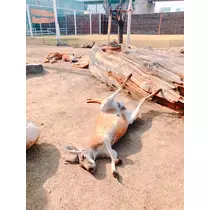 さくら