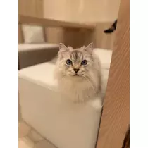 るい