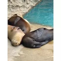 えりか