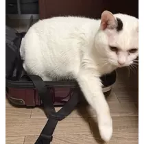 結城 かなの