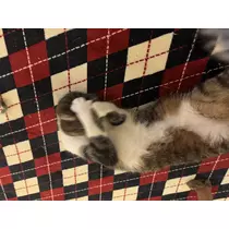 恋麦乃 ちょり