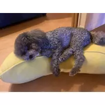 うづき ふうか