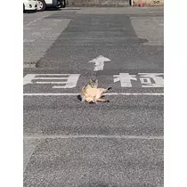 はづき