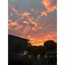 姫花