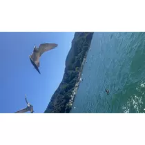 ちさ