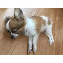 ティナ