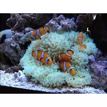 コウ